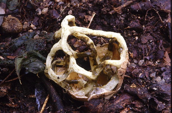 흰바구니버섯.jpg