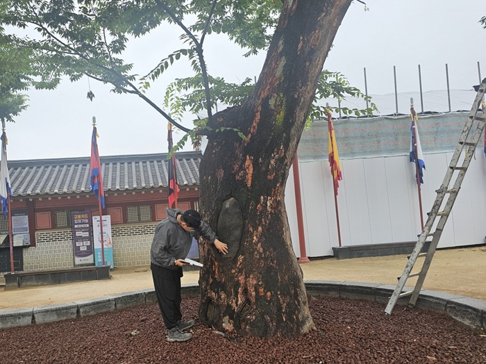 4.수원시, 장마철 앞두고 나무병원 전문가와 보호수·노송 점검.jpg