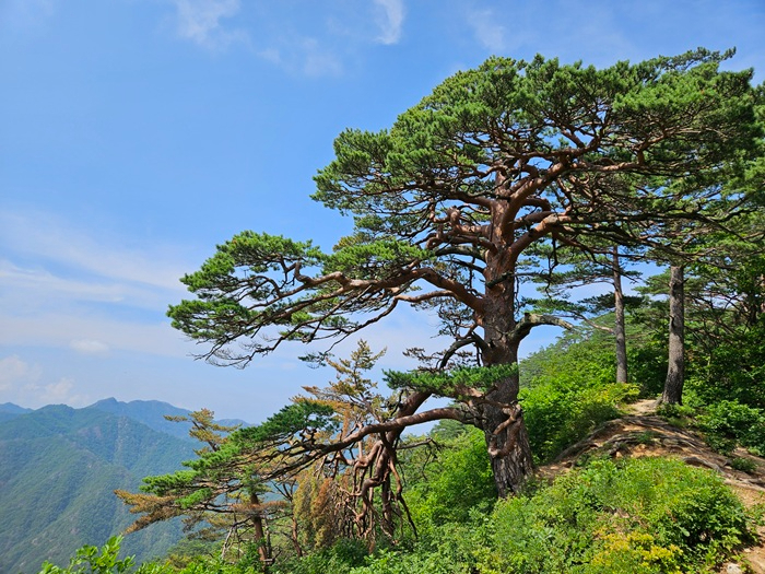 3.울진금강소나무숲길.jpg