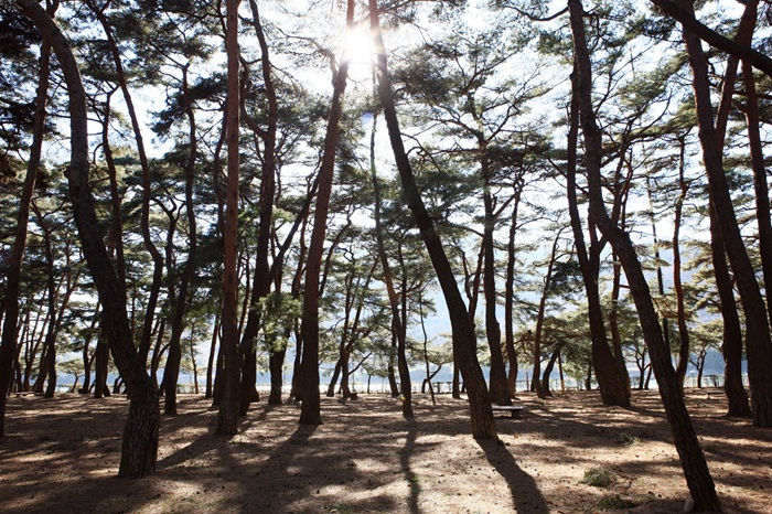1.하동송림.jpg