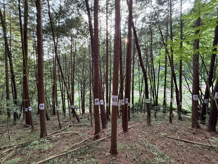 2.소나무 대상지_라이다 활용 산림 스캔.png