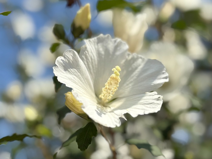 2.대전 한밭수목원, 무궁화 은상 수상작 시민 품으로1(배달계 품종).jpg