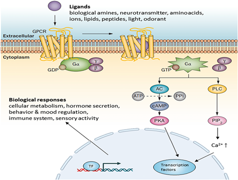 GPCR 구조, 작용 원리 및 신호전달 경로(출처 Comparative Biochemistry and Physiology Part C Toxicology & Pharmacology 256, 109297) .png
