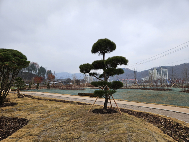 평창군 나무기증.jpg