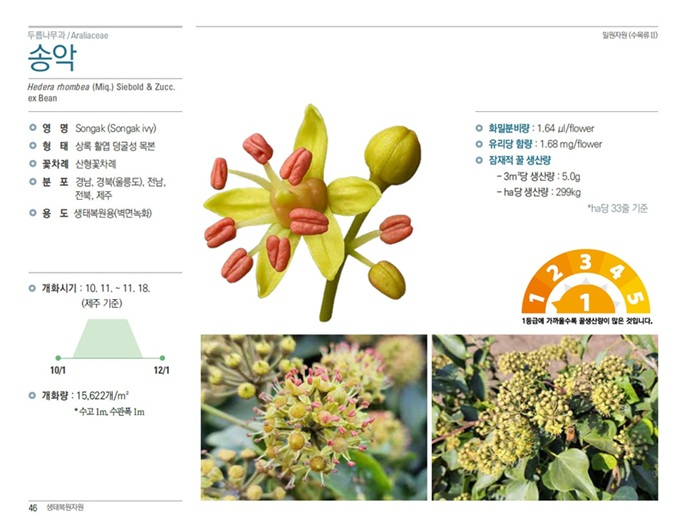 2.밀원자원 수목류 II_송악.jpg