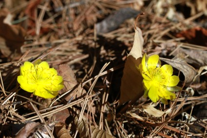 image011.png