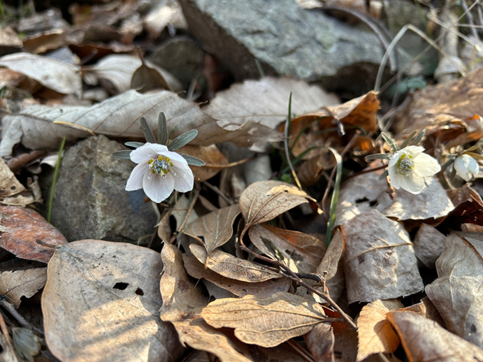 변산바람꽃.png