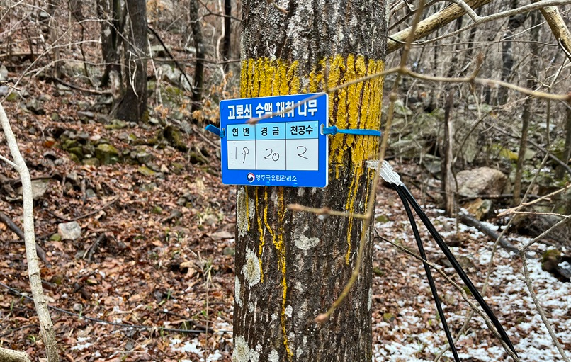 영주국유림.JPG