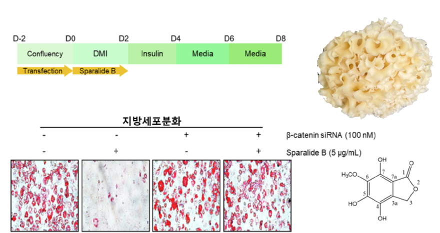 1. 꽃송이 항비만 결과.png