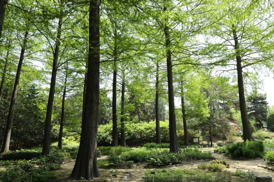 홍릉숲 사진 3.jpg