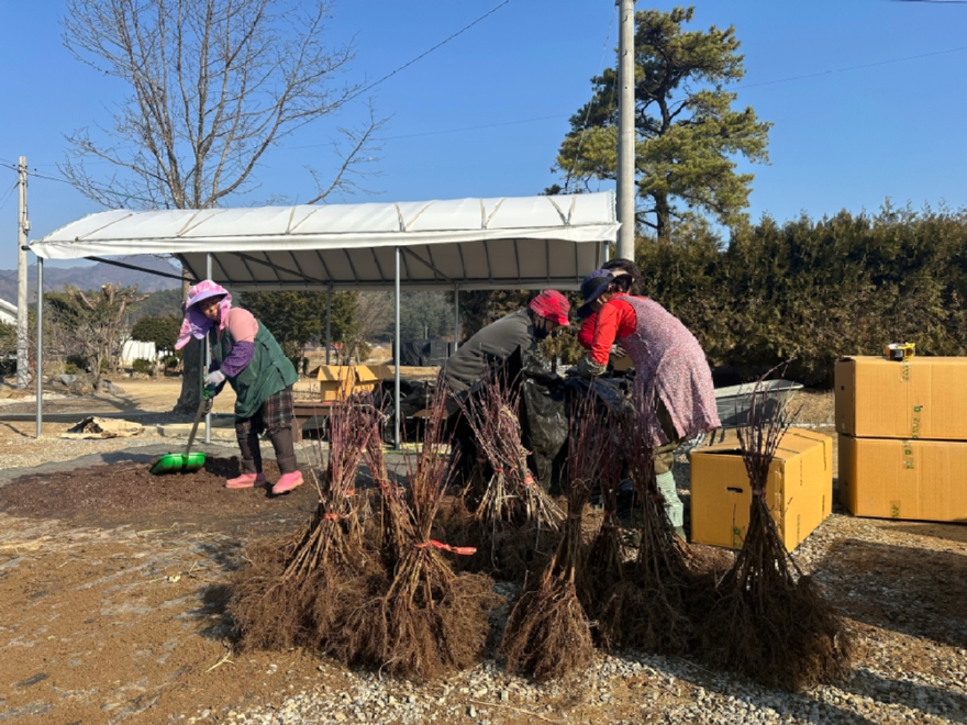 삼척국유림관리소 및 동부지방산림청 양묘장 직원들이 시민 무료배부용 묘목을 운송하는 전경 (2).jpg