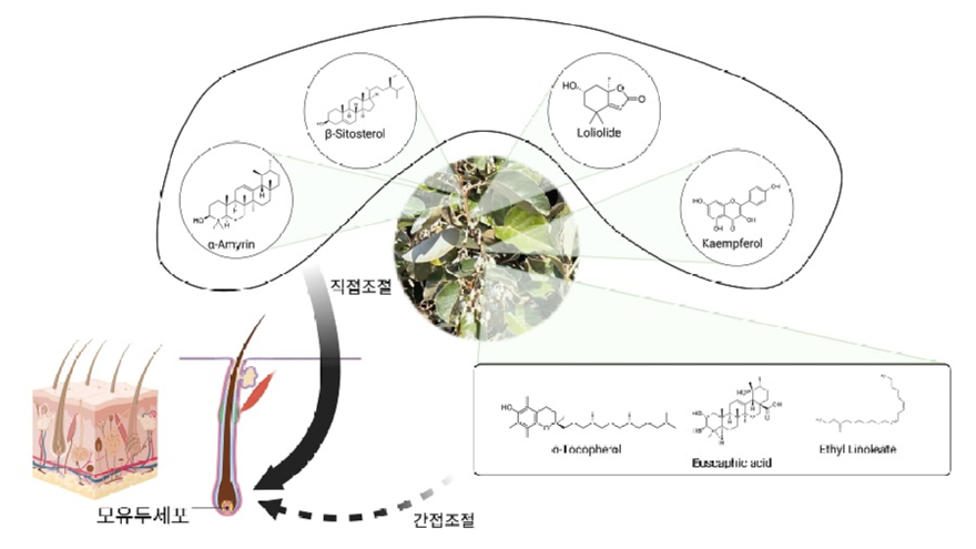 1.보리밥나무 가지 성분 규명.jpg