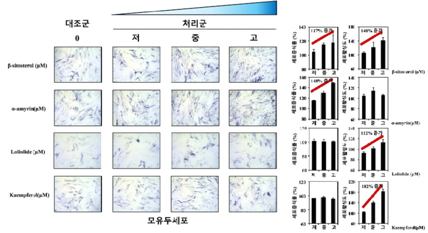 2. 보리밥나무 성분의 모유두세포 강화 및 증식능.jpg