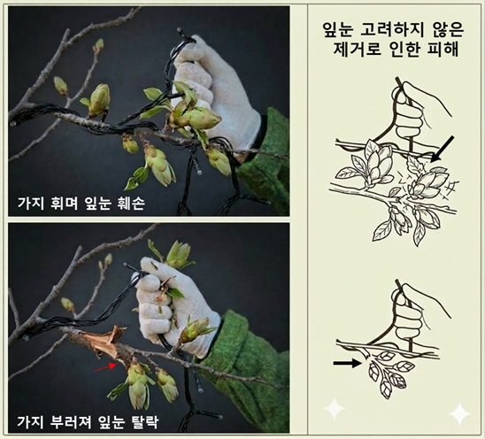 잎눈을 고려하지 않은 제거로 인한 피해 모습.jpg