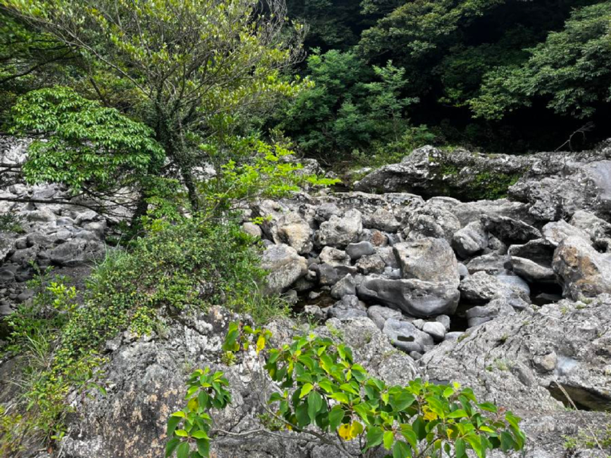동백나무겨우살이 자생지_사스레피나무， 조록나무， 광나무， 감탕나무 등에 분포한다 (2).jpeg
