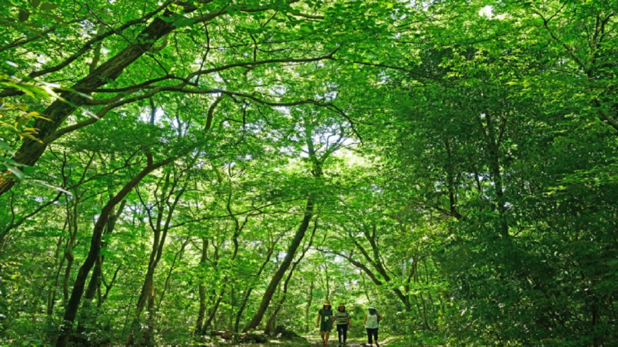 6. 한남사려니오름숲 탐방로.jpg