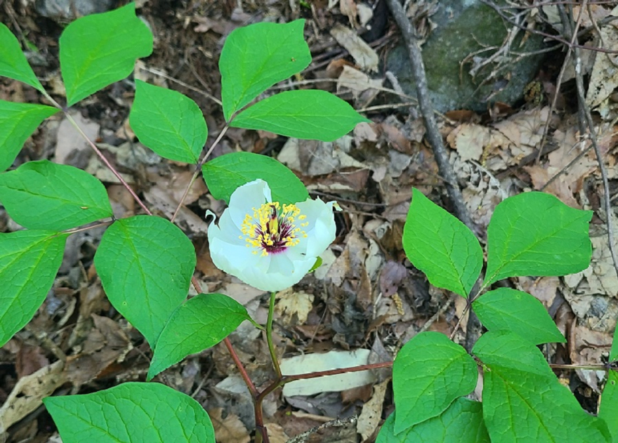 사진6.지리산_백작약(취약종).jpg