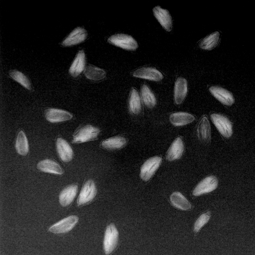 06. 2025년 구상나무 지역별 종자 X-ray 검정사진_영실.jpg