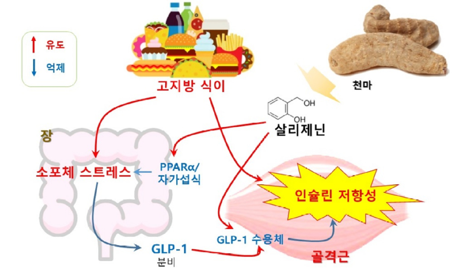 천마의 살리제닌 당뇨병 예방 및 치료 효과 모식도.jpg