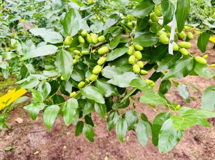 대추 개화기 지베렐린 처리, 착과율 최대 90%까지 향상