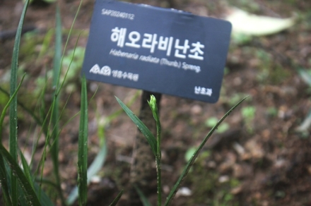 수원수목원에서 멸종위기 희귀식물 ‘해오라비난초’ 개화한다