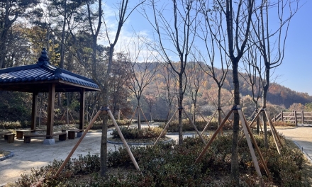 세종 도심 속 푸른 쉼표… ‘신안수변·다정행복 도시숲’ 조성 마무리