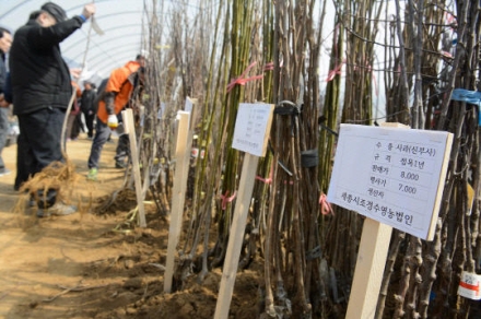 “우리 가족이 만드는 묘목 축제”… 세종시, ‘전의 조경수 축제’ 시민 부스 모집