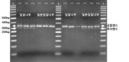 국립산림과학원, 목재 수종 식별 DNA 기술 이전… ‘가공 목재도 과학으로 판별’