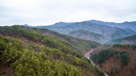 SK임업, 산림탄소 크레딧 17만 톤 확보… 국내 기업 중 ‘독보적 1위’