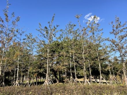 청주시, 1,554ha 규모 조림·숲가꾸기 사업 본격 추진