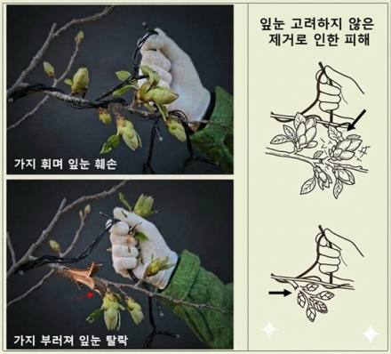 국립산림과학원, 봄철 가로수 장식전구 제거 서둘러야