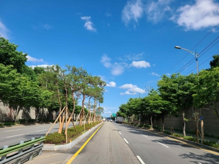 산림청, 가로수 역사부터 환경 기능까지… 도시숲 가치 재조명
