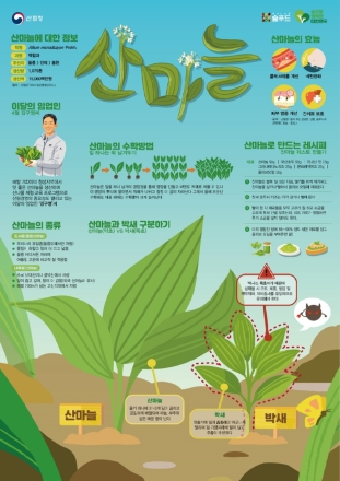 산림청, 4월 임산물로 ‘산마늘’ 선정…봄철 건강식 주목