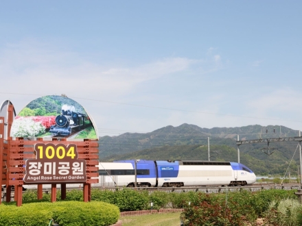 곡성 섬진강기차마을, 겹벚꽃 만개로 봄 풍경 절정