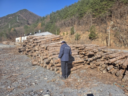 태백국유림관리소, 소나무류 무단이동 특별단속 실시