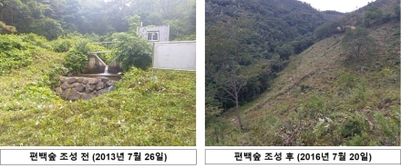 국립산림과학원 “편백숲 조성하면 집중호우 시 산사태·홍수 위험 낮아진다”
