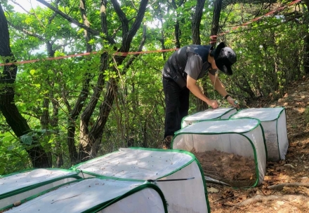 국립산림과학원, 친환경 방제제로 러브버그 확산 억제 효과 확인
