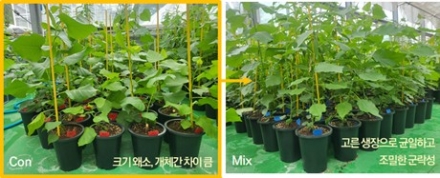 국립산림과학원, 포플러·버드나무 생육 촉진 내생균 개발…친환경 미생물제제 활용 기대