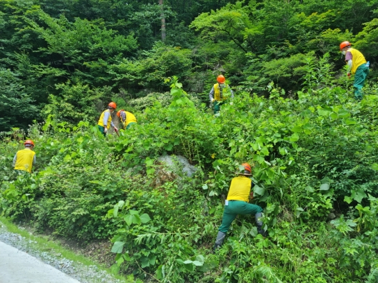 강릉국유림관리소, 주요 도로변 및 조림지 덩굴류 제거