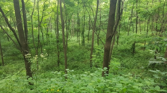 춘천국유림관리소, 「우리가 키운 우수조림지」 우수기관 선정