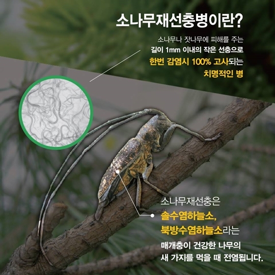 홍성군, ‘소나무재선충병 추가 발생’ 방제 총력추진