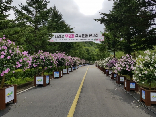 충북도, 나라꽃 무궁화 전시회 개최