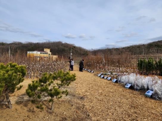 안동시산림조합, 나무시장 개장