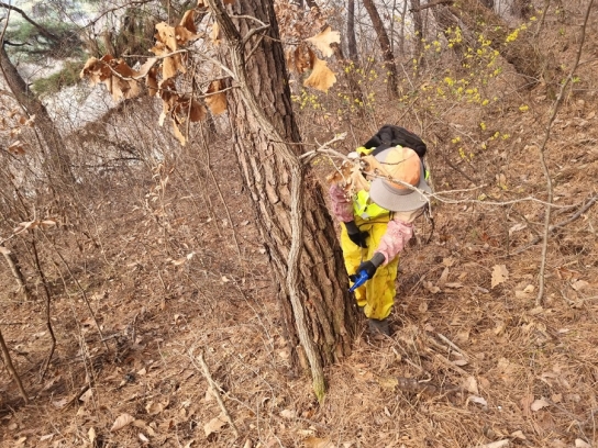 제천시, 소나무재선충병 방제 총력 대응