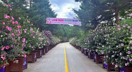 광복절 맞아 전국 곳곳 무궁화 축제 개최