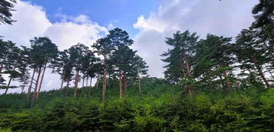 삼척국유림관리소, 우리가 키운 우수조림지 후보 선정