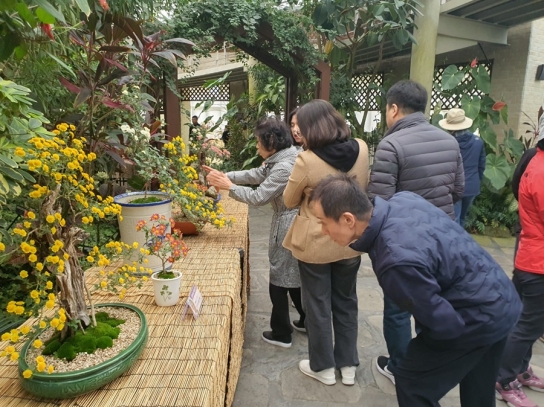 거창국화연구회 분재국화 전시 성황리에 마쳐