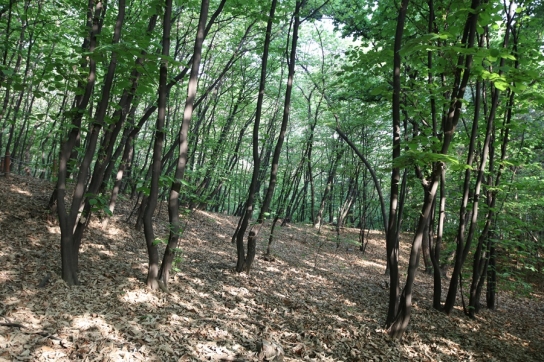 국립산림과학원, 7대 특광역시 도시 산림 식생 유형 분석 결과 발표