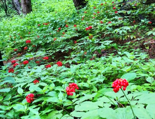 평창산양삼특구영농조합법인, 평창 산양삼 품질 표준화 사업 추진