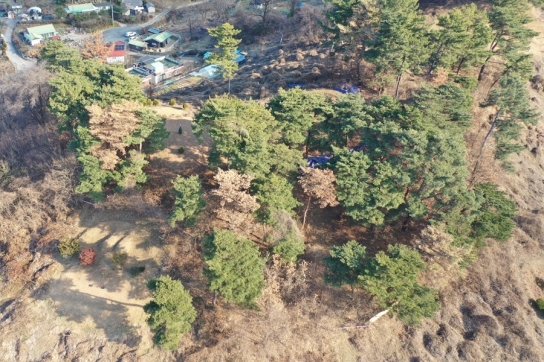 전국 소나무재선충병 방제 누락목 발생 현황 점검 실시